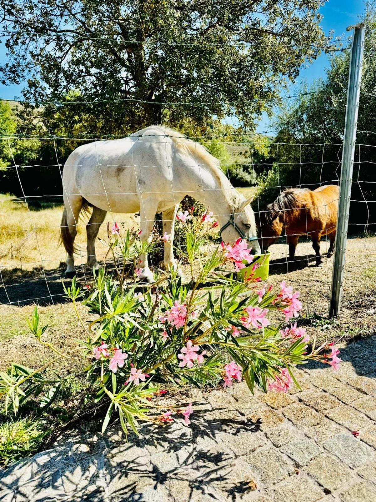 Quinta Vale Da Prata Villa Celorico Da Beira Eksteriør billede